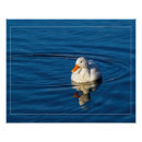 Recherche de canards posters Sauvagine