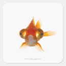 Recherche de oeil animal autocollants Apparence