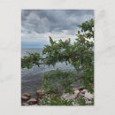 Recherche de pommier cartes postales Arbre