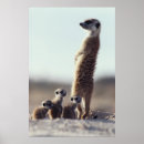 Suche nach tierfamilie poster Junges tier