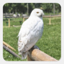 Suche nach schneeeule aufkleber Tier