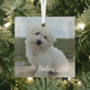 Suche nach spielerisch ornamente Haustier