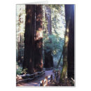 Suche nach mammutbaum postkarten Riesig