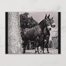 Recherche de mules cartes postales Cheval