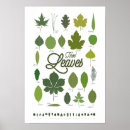 Suche nach maple tree poster Trees