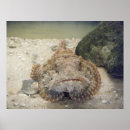 Suche nach sea life poster Fisch