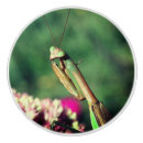 Recherche de priez photographie Faune