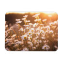 Recherche de de marguerite magnets Marguerites