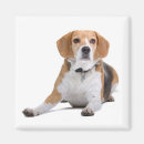 Recherche de chien beagle magnets Amour