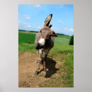 Suche nach esel poster Lustig