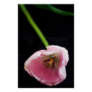 Suche nach tulips poster Fotografie