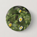 Suche nach gänseblümchen buttons Grün