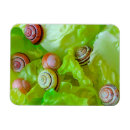 Suche nach schnecken magnete Gastropod