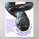 Suche nach reptilien poster Drache