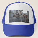 Suche nach labrador kappen Welpe