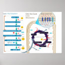 Suche nach atmung poster Glykolyse