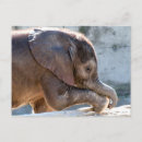 Suche nach elephant postkarten Süß