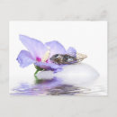 Recherche de cailloux cartes postales Eau