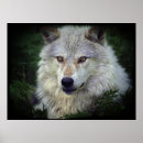 Suche nach white wolf poster Weißwolf