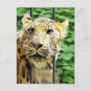 Suche nach gefangene postkarten Katze