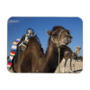 Recherche de tunisie magnets Africain