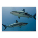 Suche nach jardines postkarten Carcharhinus perezi