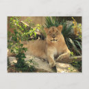 Recherche de lionesse cartes postales Animal