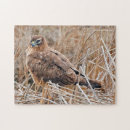Recherche de hawk puzzles Oiseau de proie