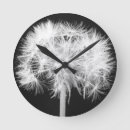 Recherche de pissenlits horloges Plantes