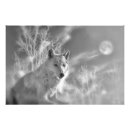 Recherche de photo de loup posters Pour tous
