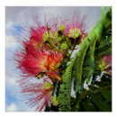 Suche nach rosa blüten auf baum poster Foto