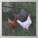 Recherche de rooster painting posters Animaux