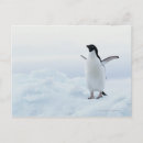 Suche nach die antarktis postkarten Pinguin