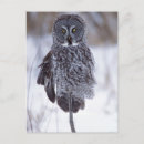 Recherche de mn cartes postales Faune