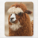 Suche nach alpaka mousepads Fotografie