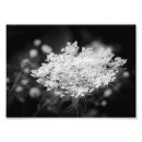 Suche nach schwarze spitze poster Blume