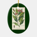 Suche nach kräuter ornamente Gewürze