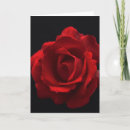 Suche nach klettern rose postkarten Rosa