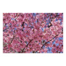 Suche nach blühender kirschbaum poster Kirschblüten