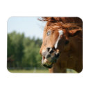 Recherche de courbe magnets Humour