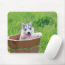 Recherche de malamute tapis souris Sibérien husky