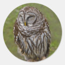 Suche nach geflügel aufkleber Wasservögel