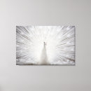 Recherche de albinos art Oiseau