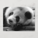 Suche nach chengdu postkarten Tierwelt