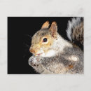 Suche nach eichhörnchen mit nuss postkarten Nagetier