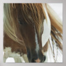 Suche nach mustangs poster Pferd