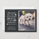 Recherche de chien chat invitations Chiot