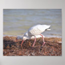 Suche nach ibis poster Strand