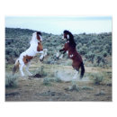 Recherche de mustang photographie Cheval