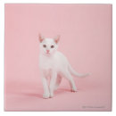 Suche nach weiße katze fliesen Katzenphotographie